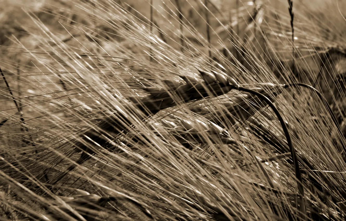 Photo wallpaper wheat, harvest, cereals