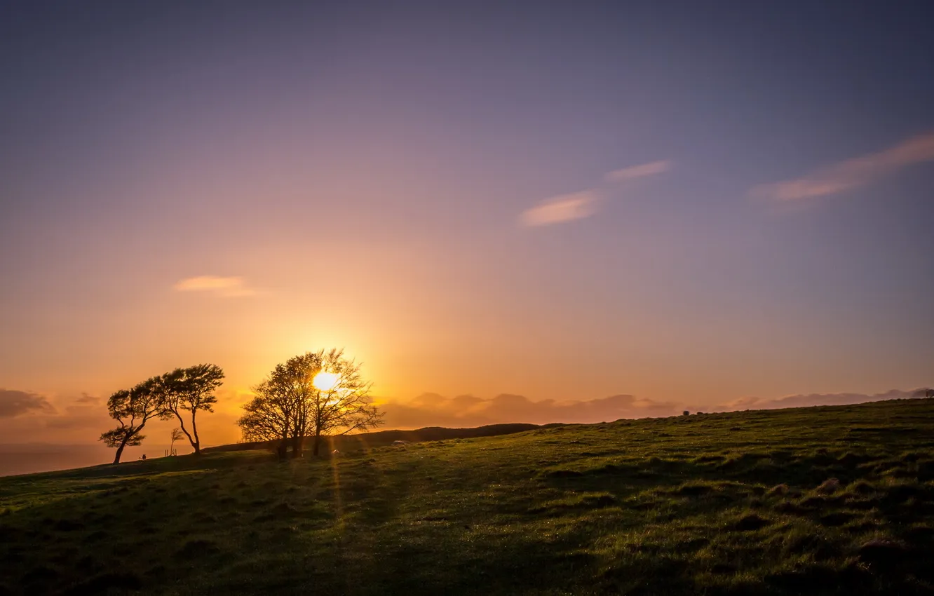 Photo wallpaper trees, landscape, sunset