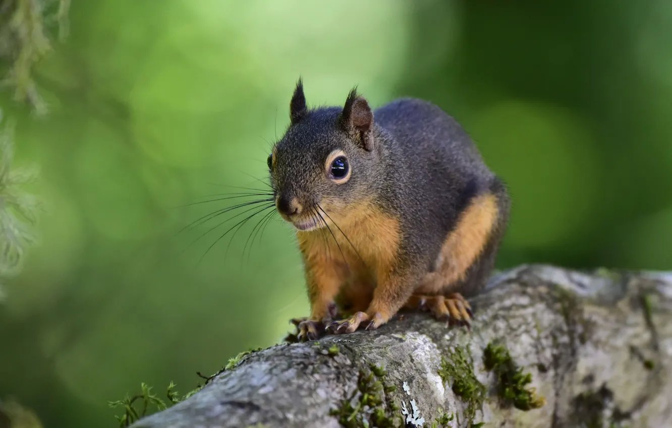 Photo wallpaper protein, rodent, protein Douglas