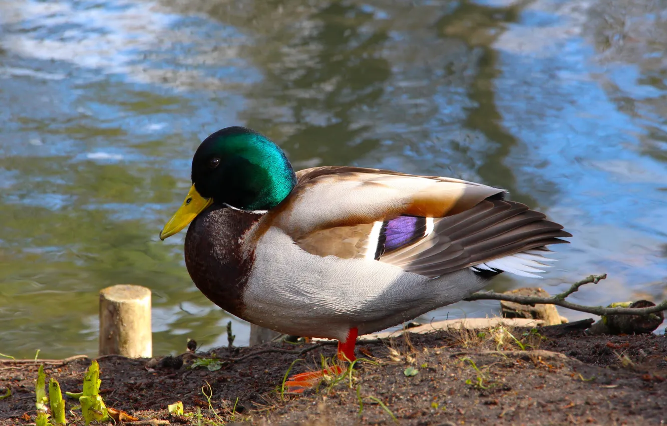 Photo wallpaper bird, water, lake, duck