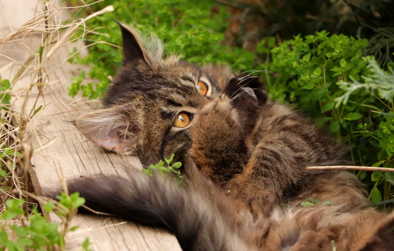 Photo wallpaper cat, grass, cat, look, kitty, legs, lies, Board
