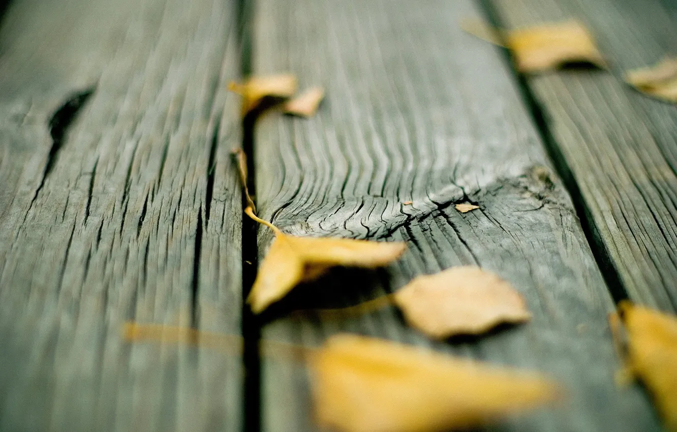 Photo wallpaper autumn, leaves, Board
