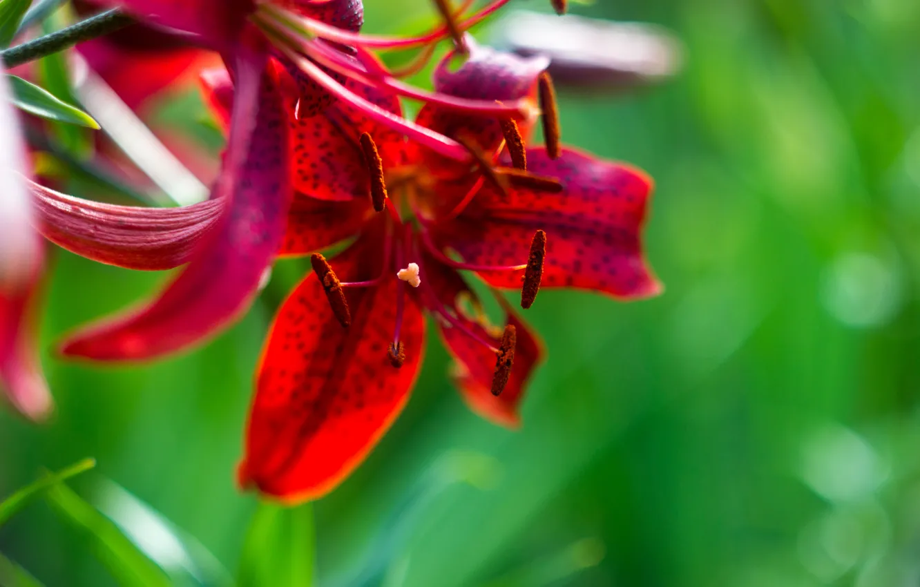 Photo wallpaper macro, flowers, pollen, Lily