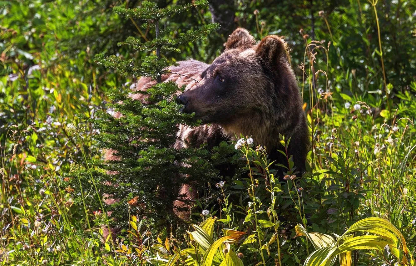 Photo wallpaper forest, summer, grass, look, face, light, thickets, bear