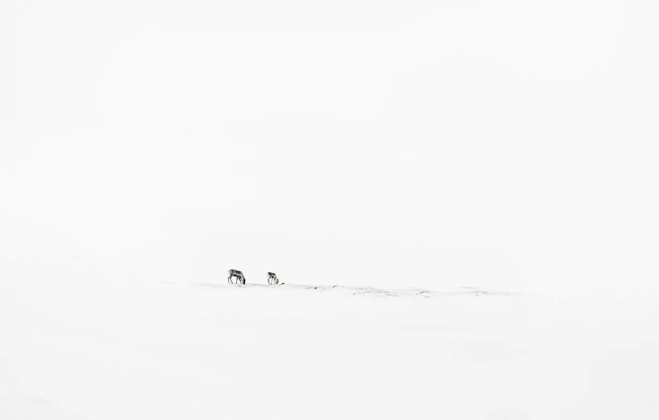 Photo wallpaper winter, minimalism, deer