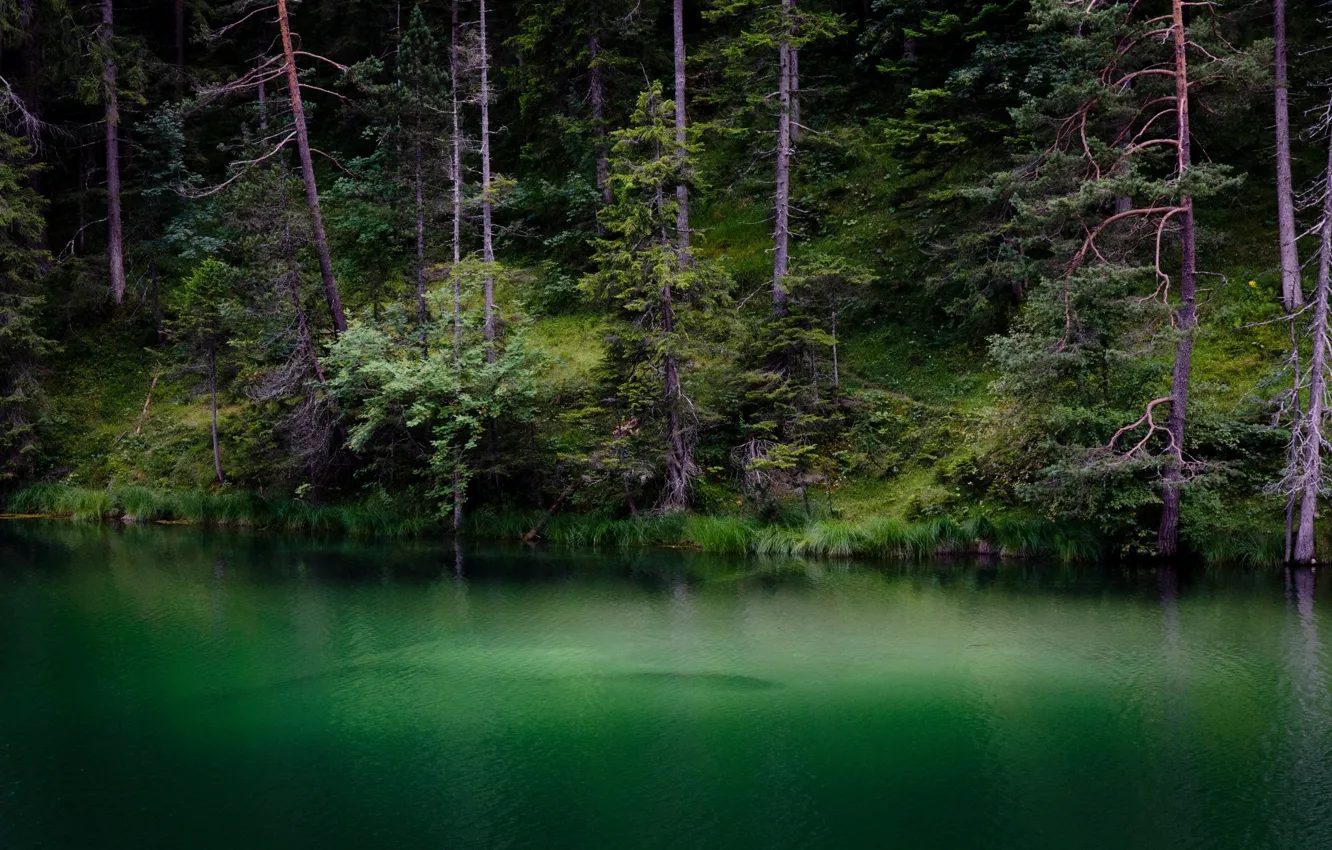 Photo wallpaper greens, forest, water, landscape, nature, lake, beauty