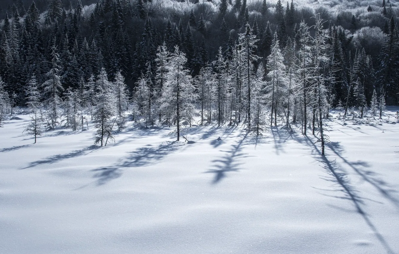 Photo wallpaper winter, field, the sky, snow, trees, landscape, nature, beauty