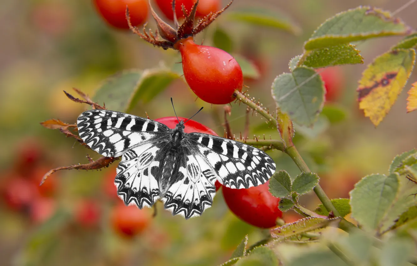 Photo wallpaper leaves, branches, nature, butterfly, fruit, briar