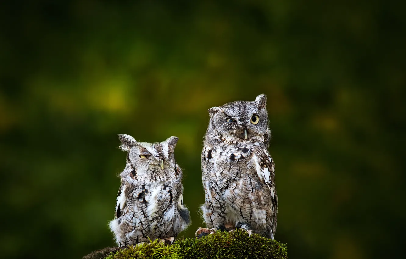 Photo wallpaper birds, background, two, owls