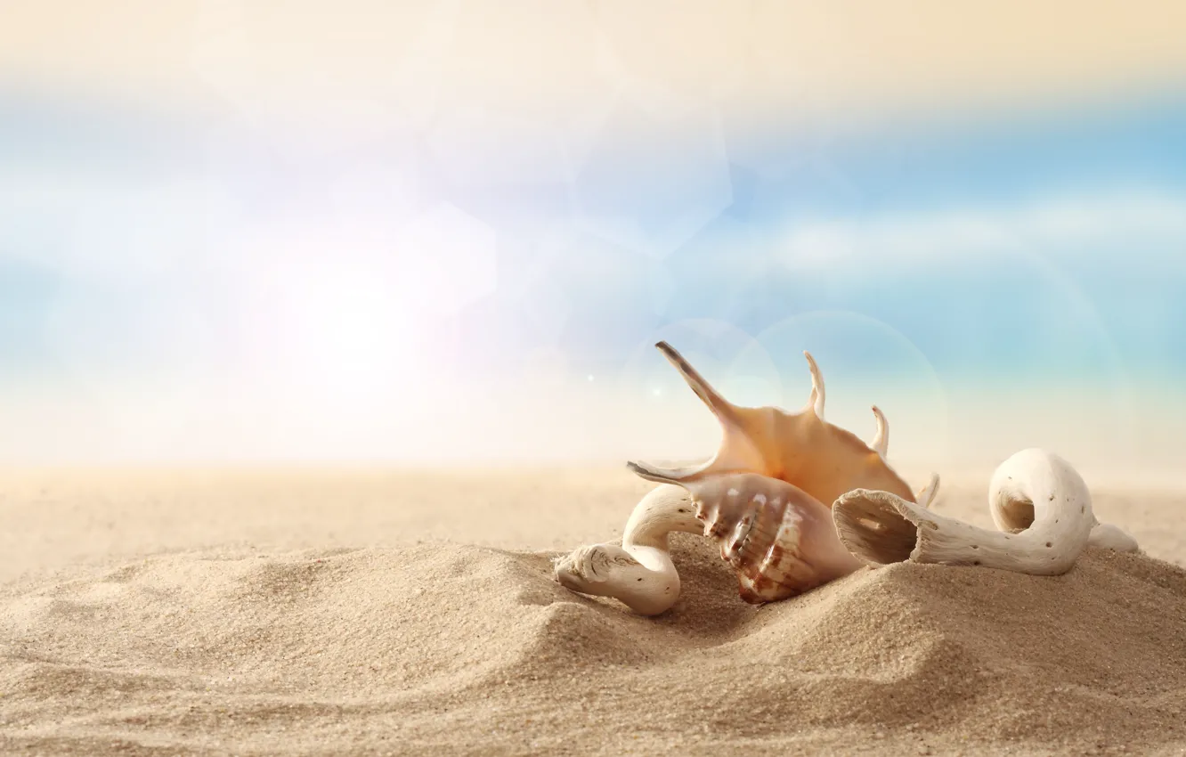 Photo wallpaper sand, beach, the sky, shell, wood