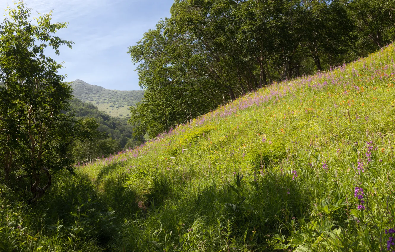 Photo wallpaper greens, grass, trees, hills, slope, Russia, Kamchatka, Kamchatka