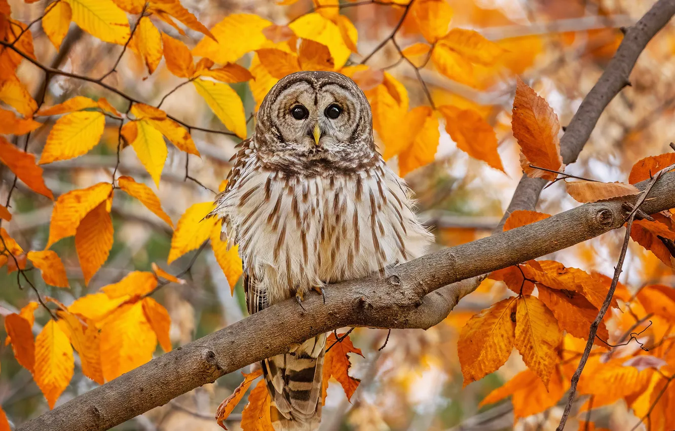 Photo wallpaper autumn, look, trees, branches, nature, owl, bird, foliage