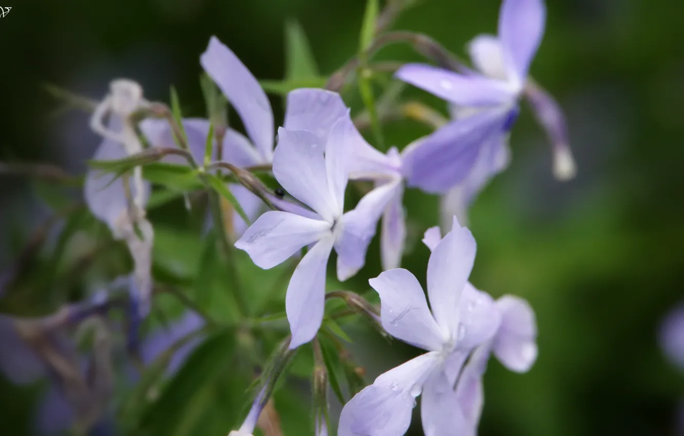 Photo wallpaper flowers, spring, beautiful