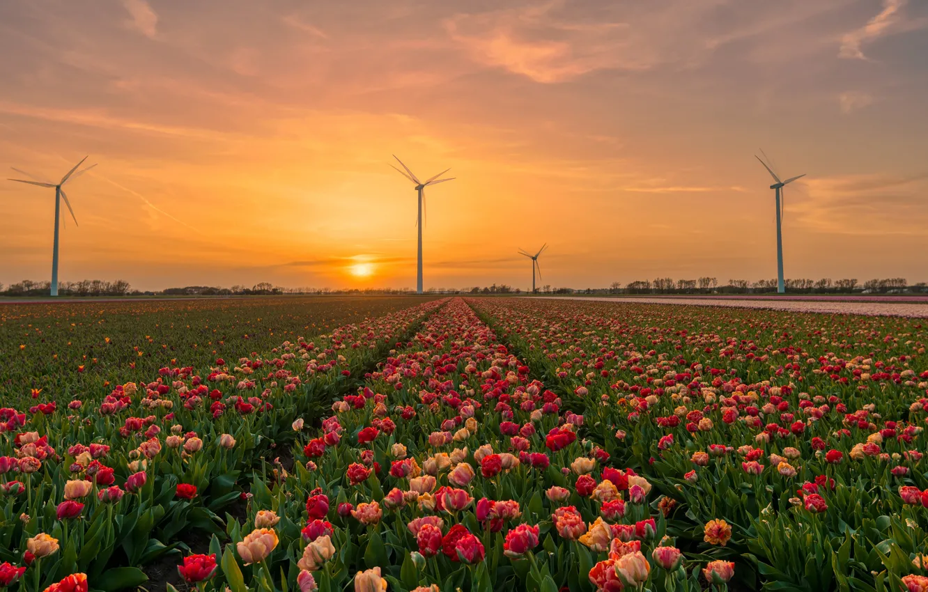 Photo wallpaper field, the sky, the sun, sunset, flowers, dawn, spring, tulips