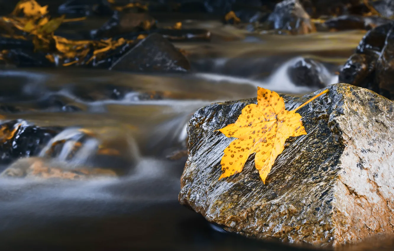 Photo wallpaper autumn, leaves, water, yellow, stones, for, leaf, stream