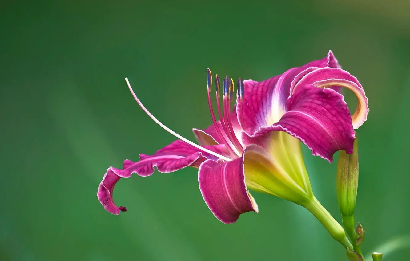 Photo wallpaper flower, pink, Lily, petals, Bud, stamens, two-tone, green background
