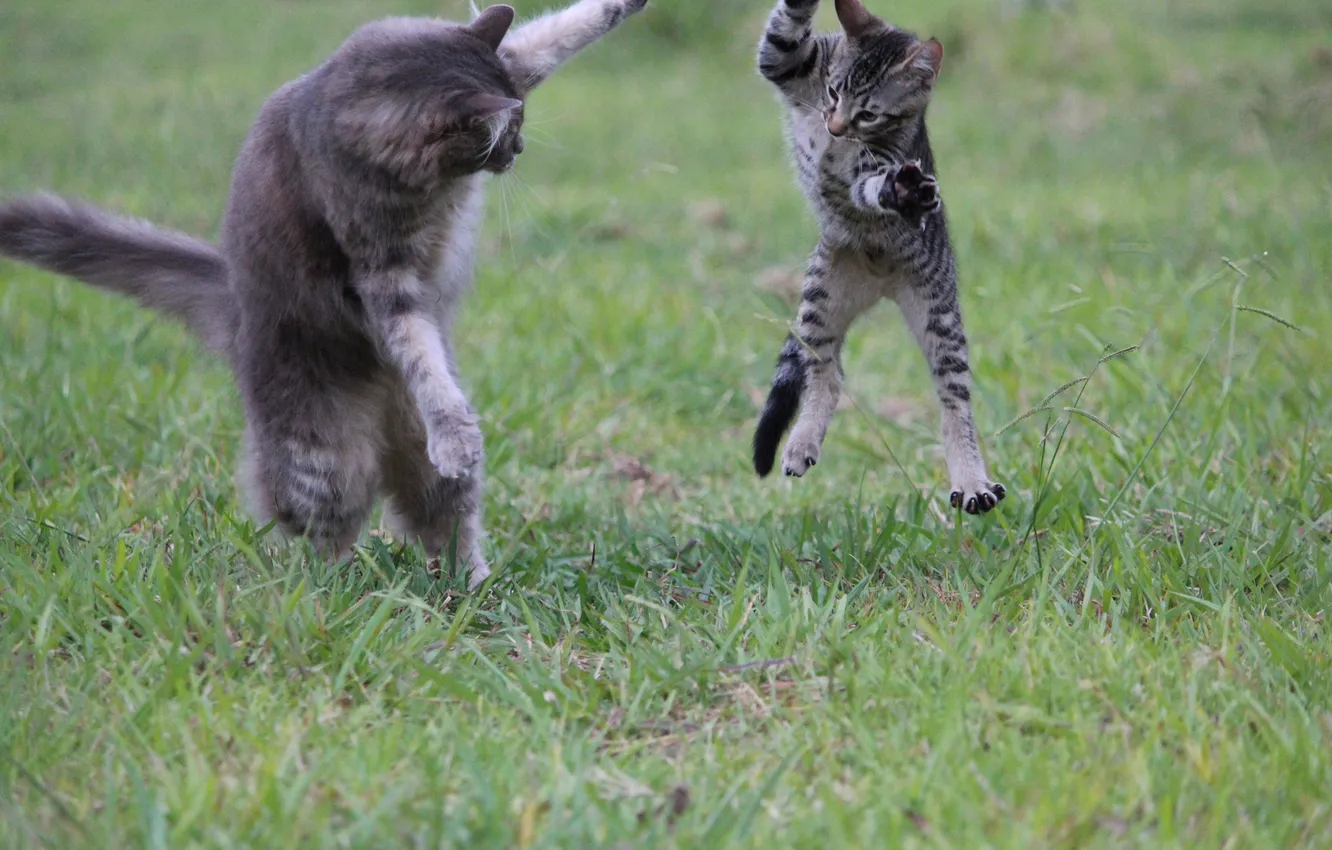 Photo wallpaper cat, grey, the game, kitty, family