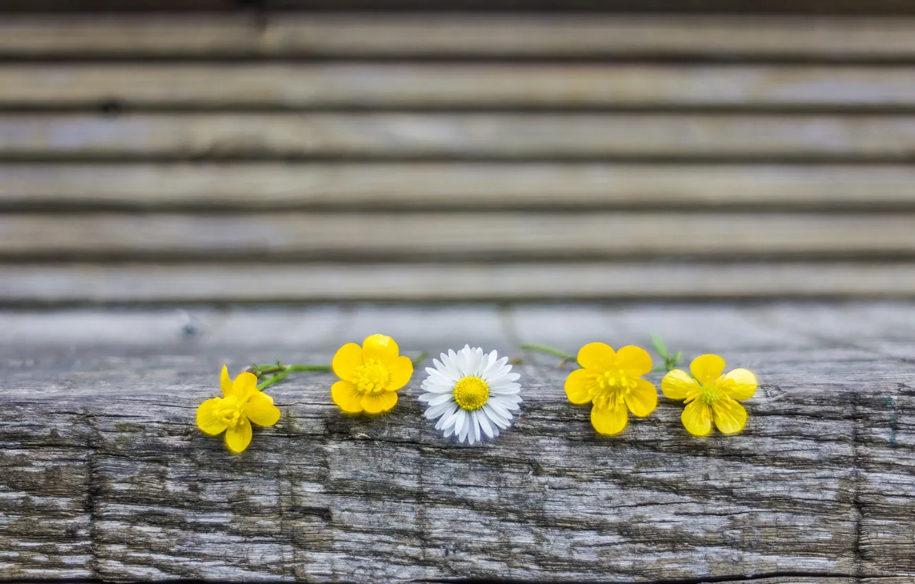 Photo wallpaper trees, flowers, yellow, background, mood, Wallpaper, chamomile, flowers