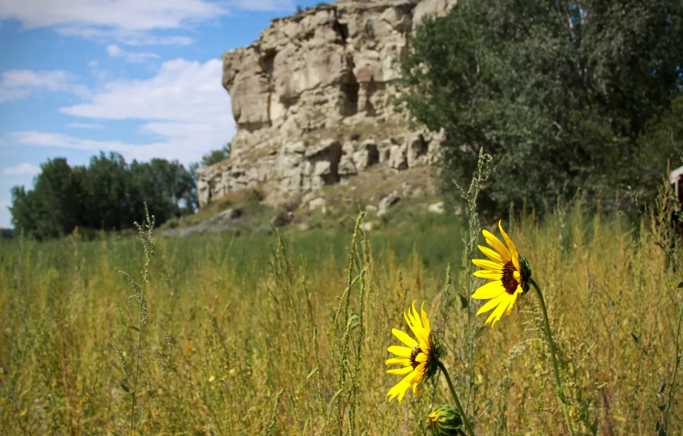 Photo wallpaper field, flowers, mountains, nature