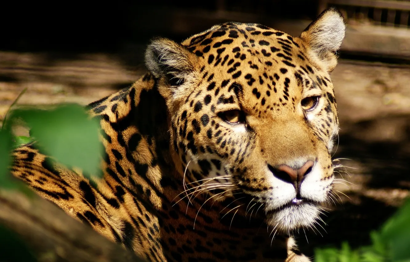 Photo wallpaper face, predator, Jaguar, wild cat