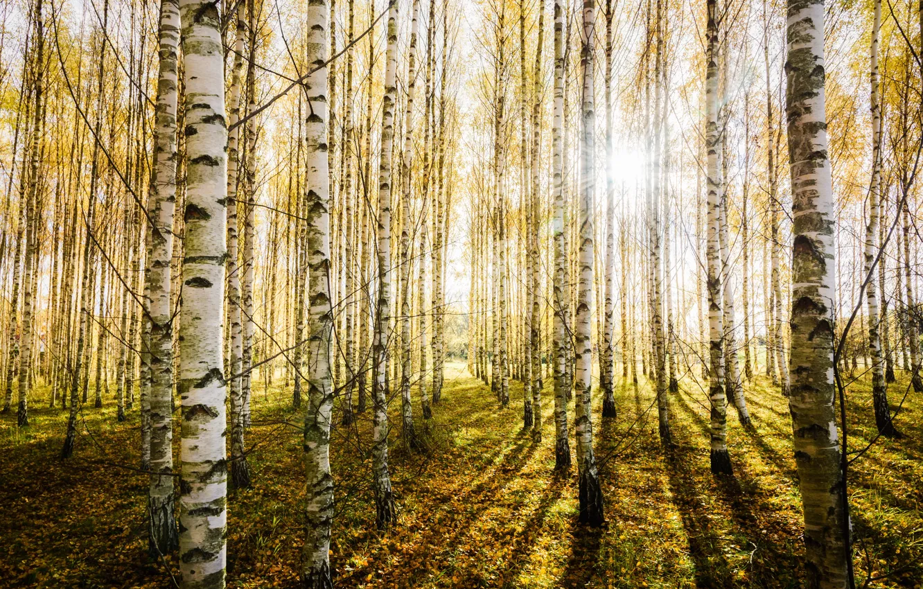 Photo wallpaper autumn, forest, birch