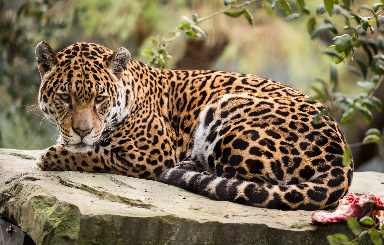 Photo wallpaper nature, animal, stay, Jaguar