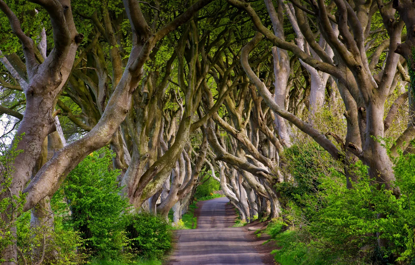 Photo wallpaper road, trees, England, alley, England, beech, Northern Ireland, Northern Ireland