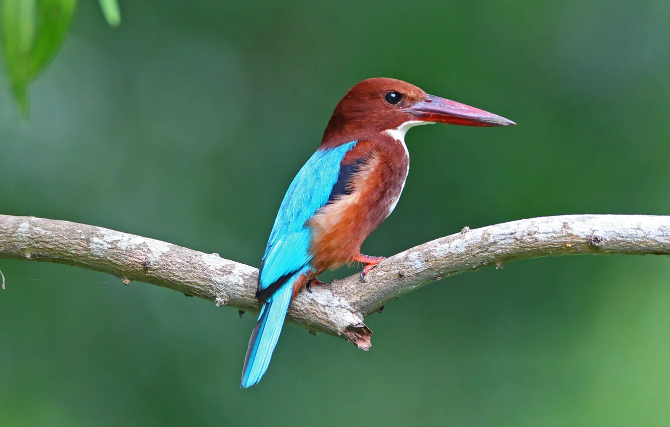 Photo wallpaper eyes, leaves, branches, beak, leaves, eye, Kingfisher, branch