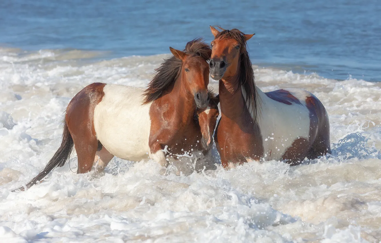 Photo wallpaper sea, wave, beach, summer, squirt, stay, shore, horses