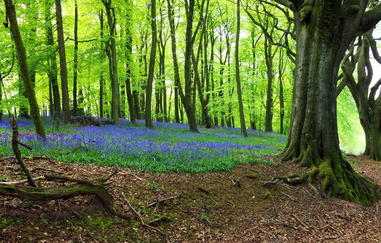 Photo wallpaper forest, grass, trees, flowers, spring