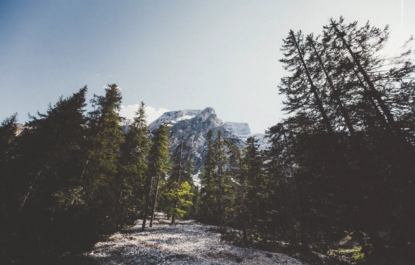 Photo wallpaper forest, mountains, pine