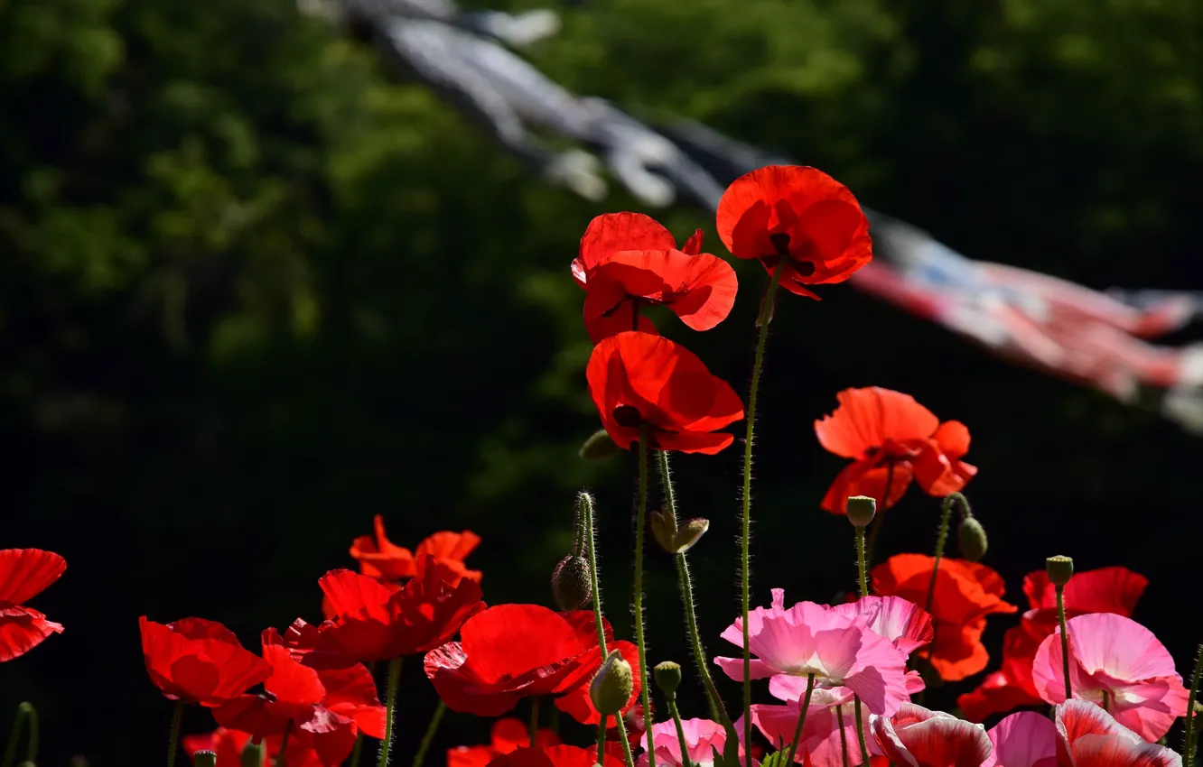 Photo wallpaper summer, light, flowers, red, the dark background, bright, Mac, Maki