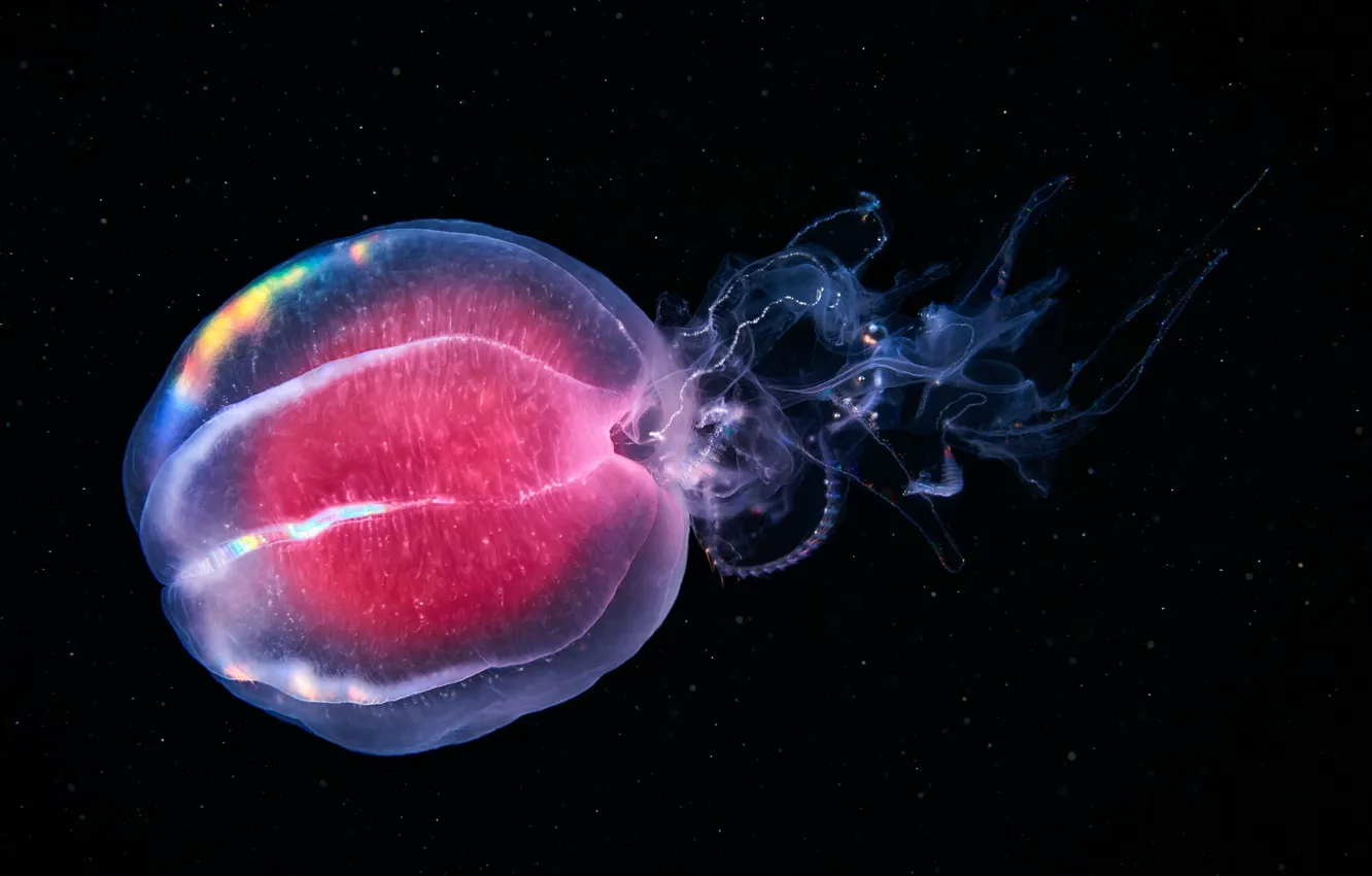 Photo wallpaper water, the ocean, jellyfish, pink