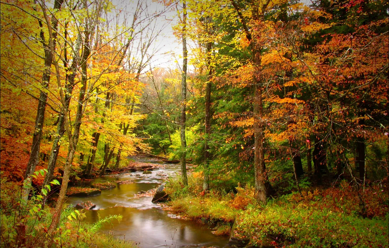 Photo wallpaper autumn, forest, leaves, trees, yellow, stream, stones