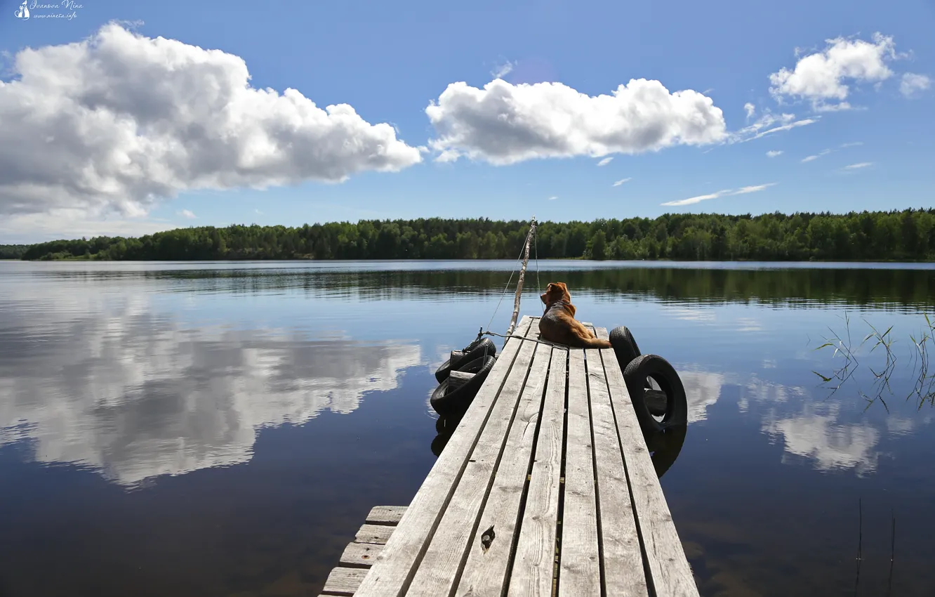 Photo wallpaper Nature, dog, Lake, pier, Landscape