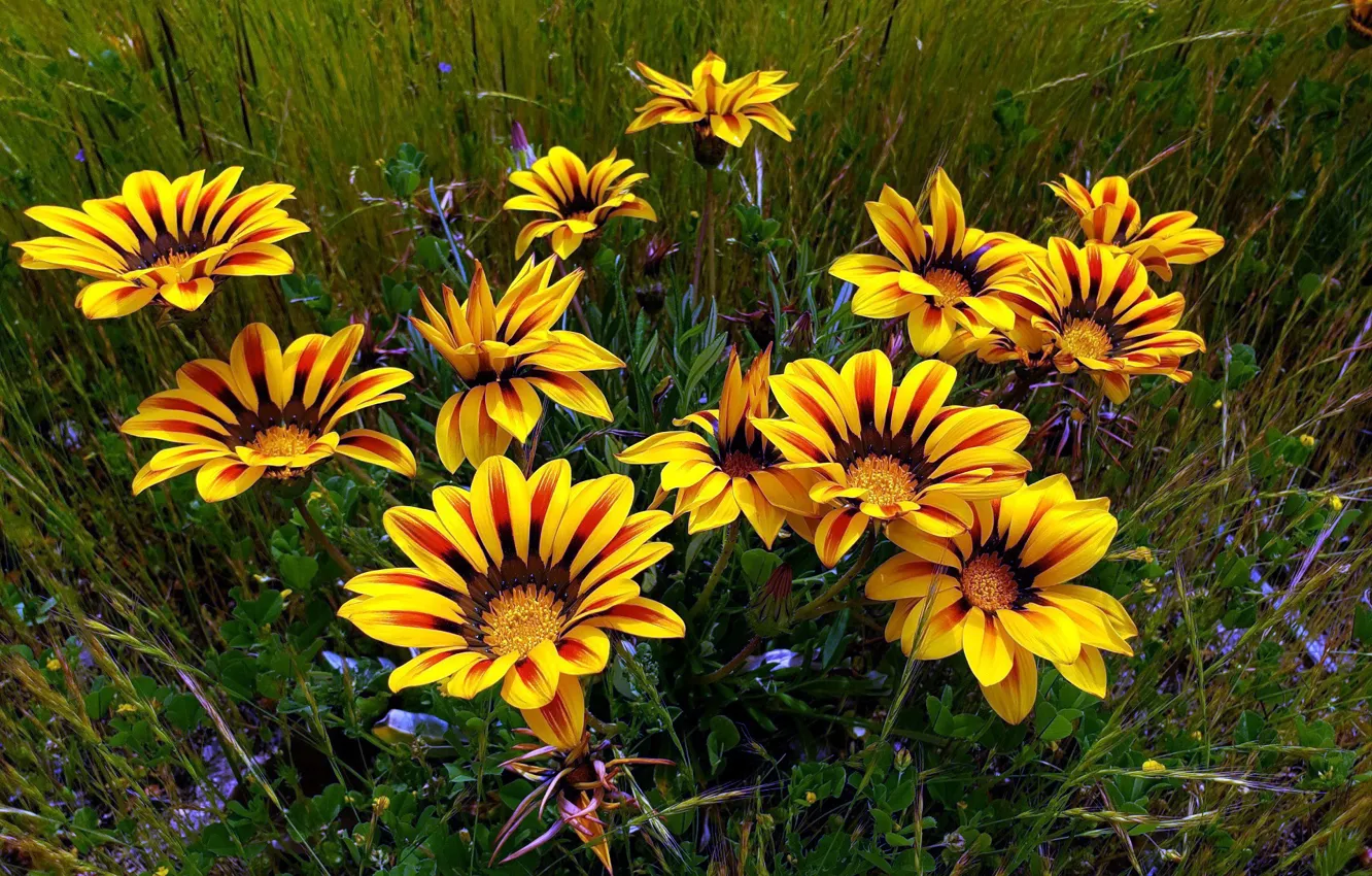 Photo wallpaper field, flowers, meadow