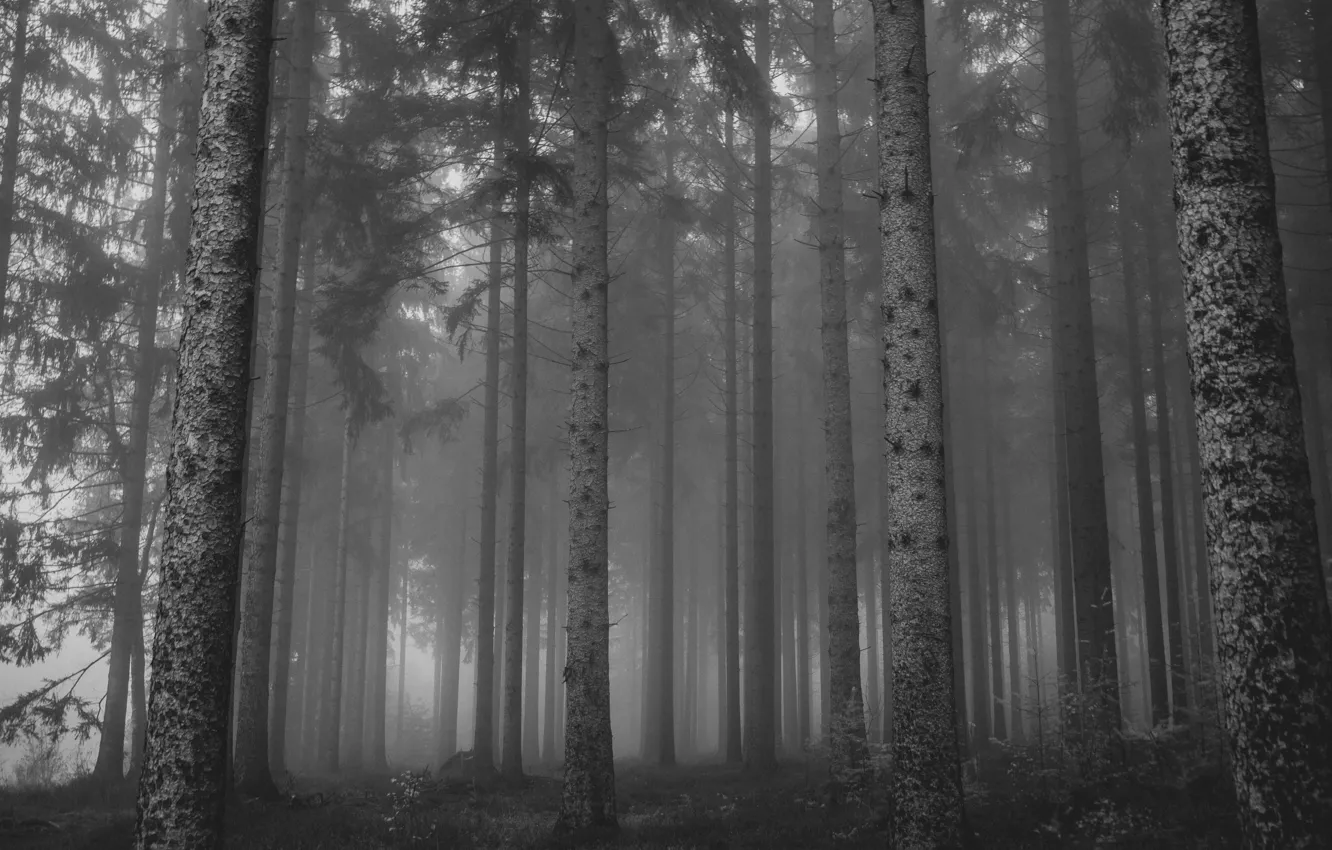 Photo wallpaper forest, trees, nature, black and white, monochrome