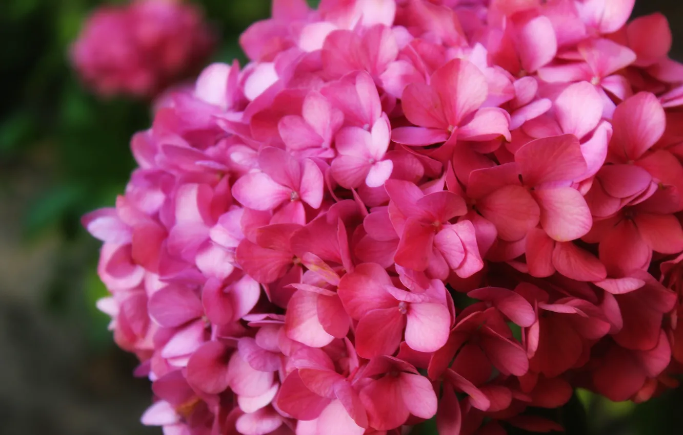 Photo wallpaper flowers, nature, pink, hydrangea