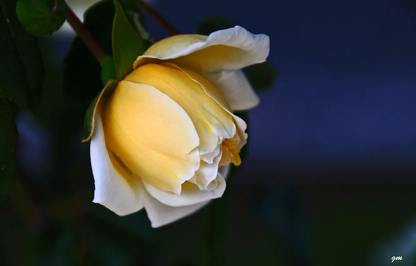 Photo wallpaper yellow, roses, buds