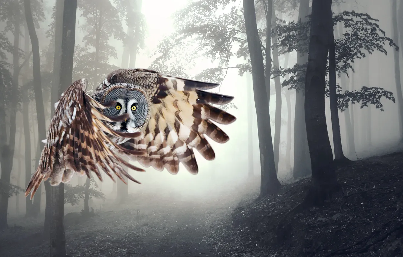 Photo wallpaper flight, owl, wings