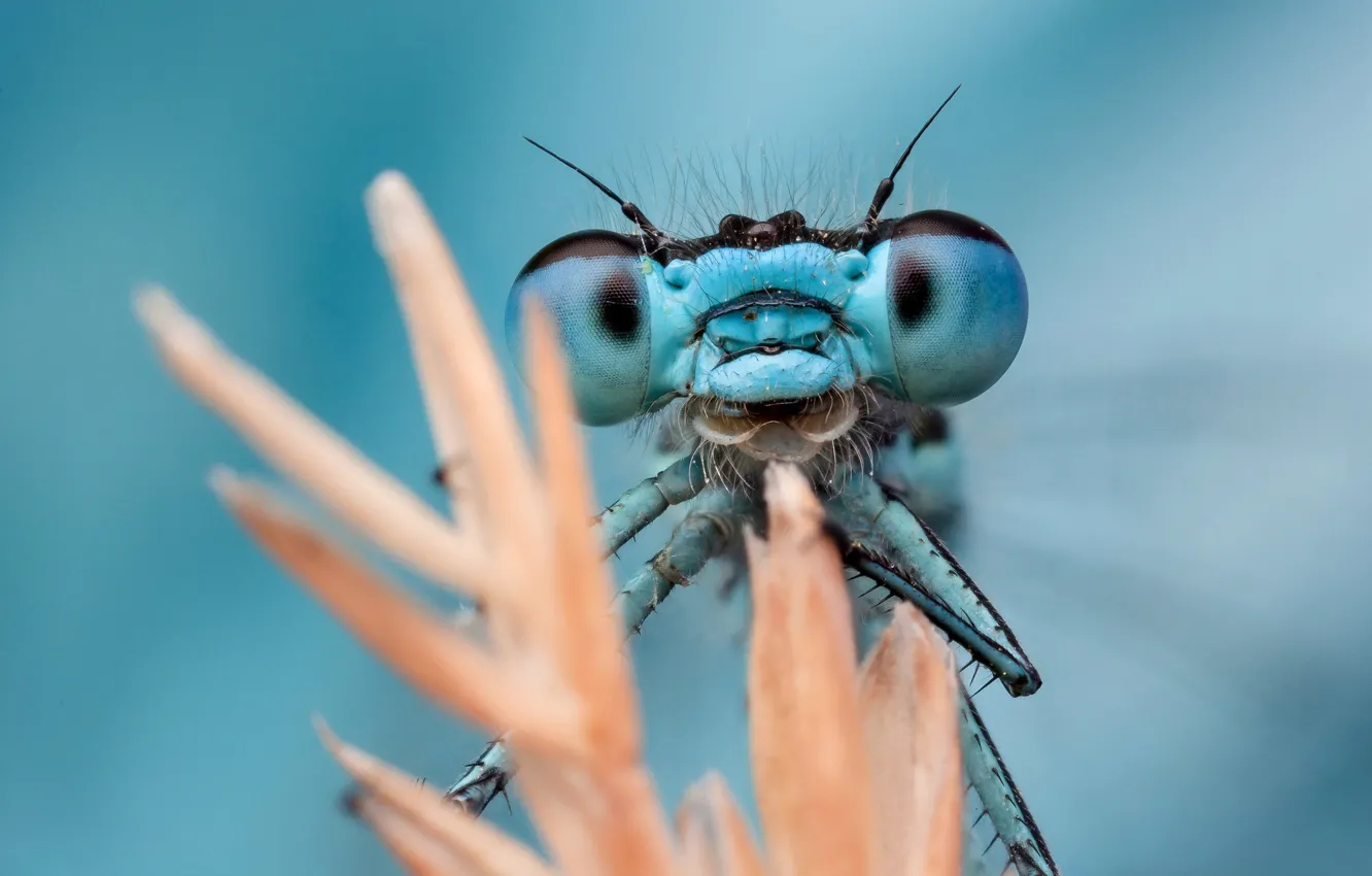 Photo wallpaper look, macro, blue, portrait, dragonfly