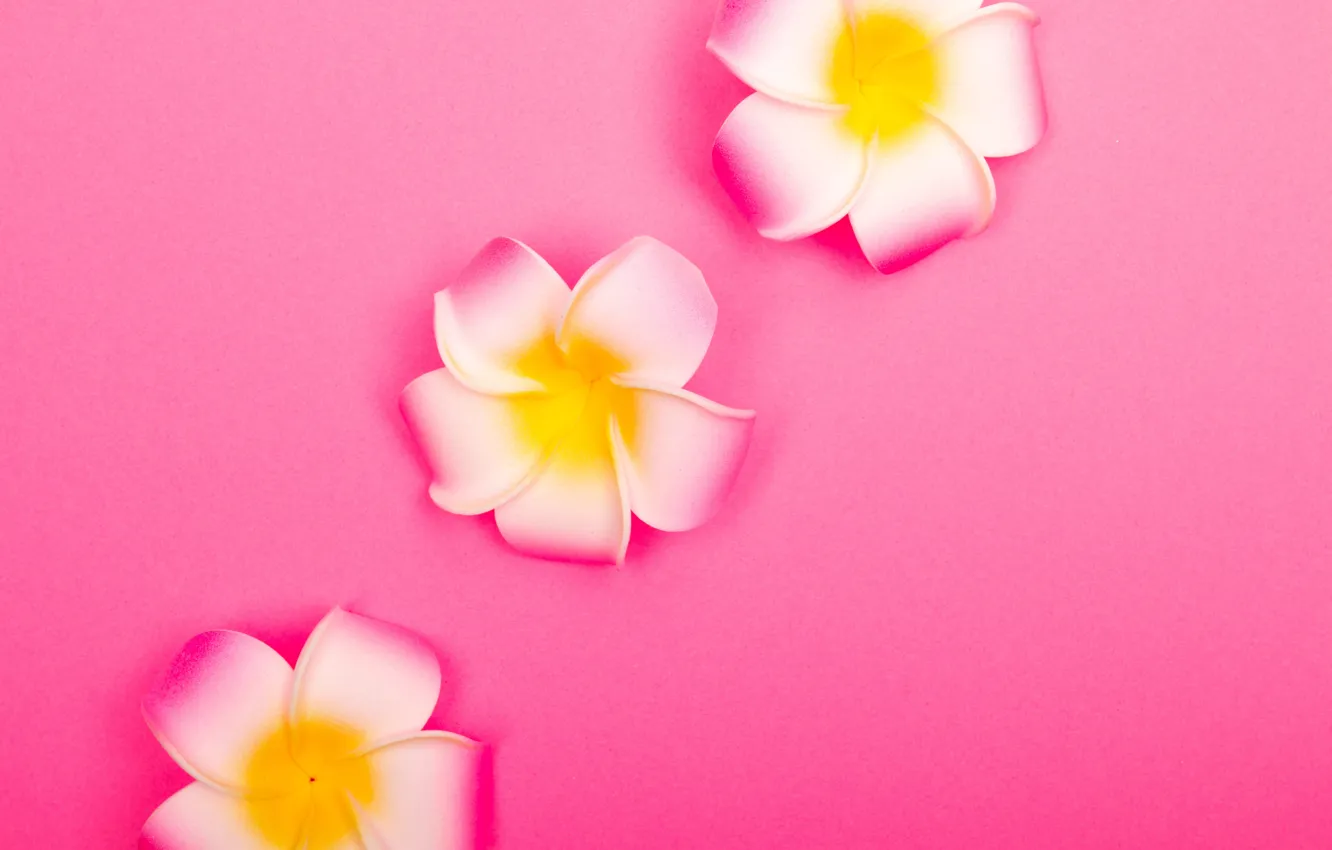 Photo wallpaper flowers, background, pink, color, texture, three, white, trio