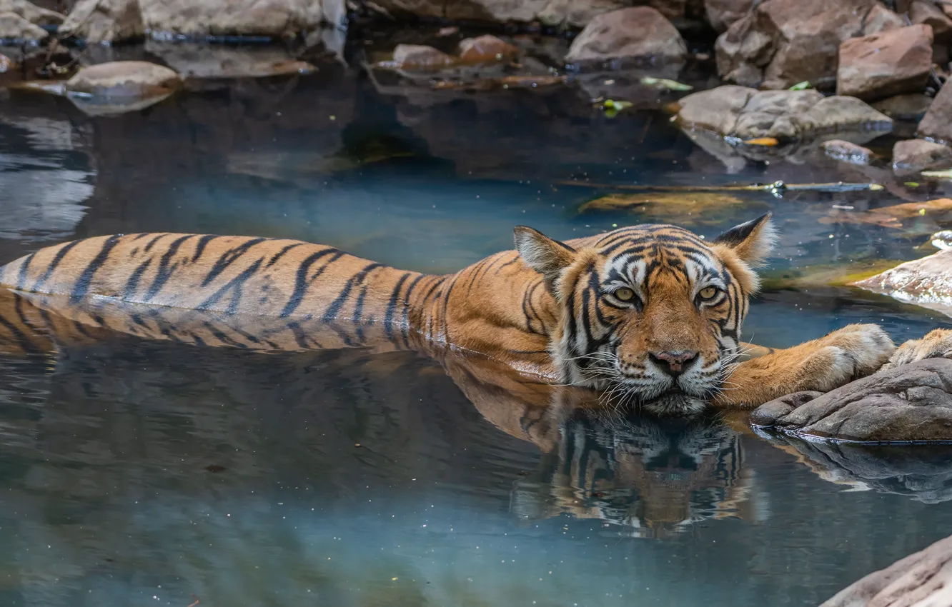 Photo wallpaper tiger, stones, bathing, pond