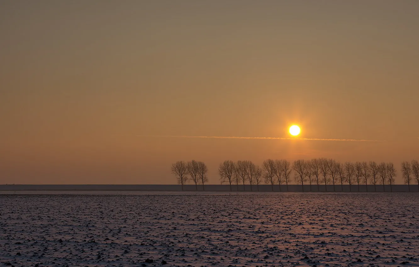 Photo wallpaper field, trees, sunset