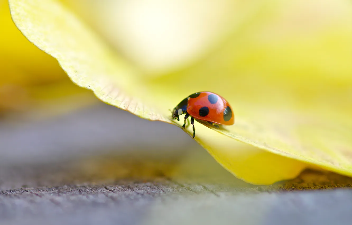 Photo wallpaper flower, macro, yellow, ladybug, beetle, petal