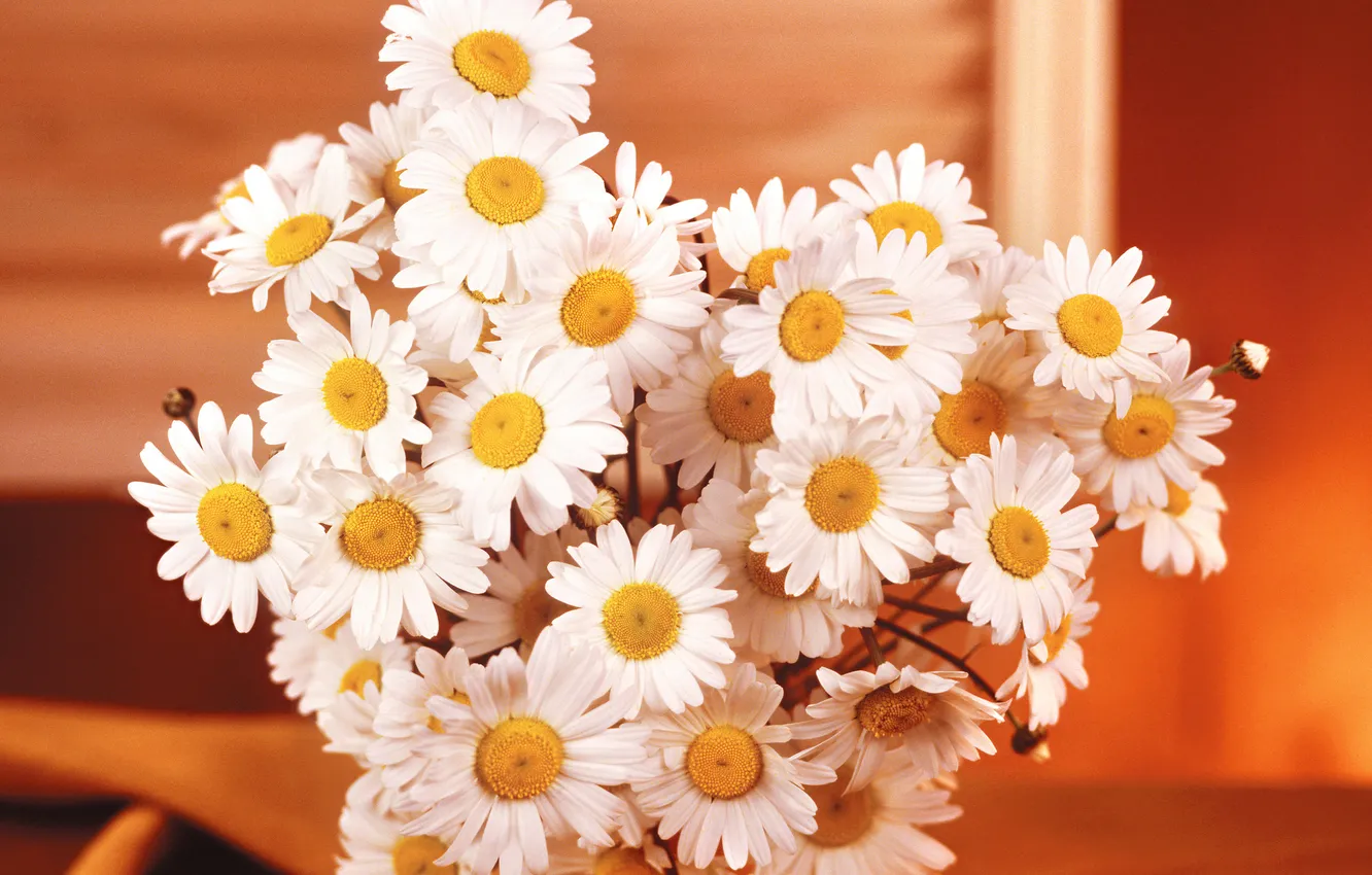 Photo wallpaper flowers, photo, chamomile, bouquet