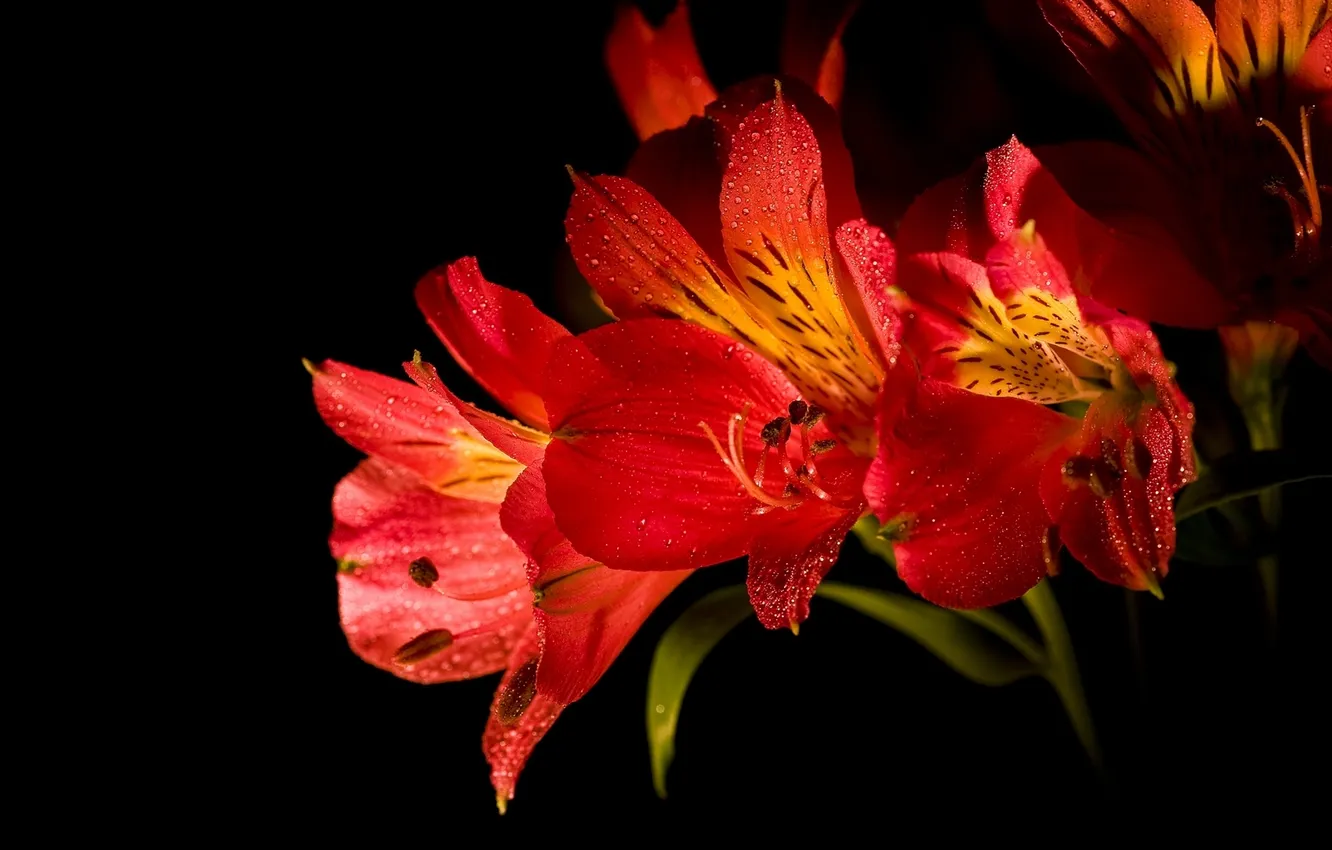 Photo wallpaper macro, flowers, shadow, petals, buds, flowers