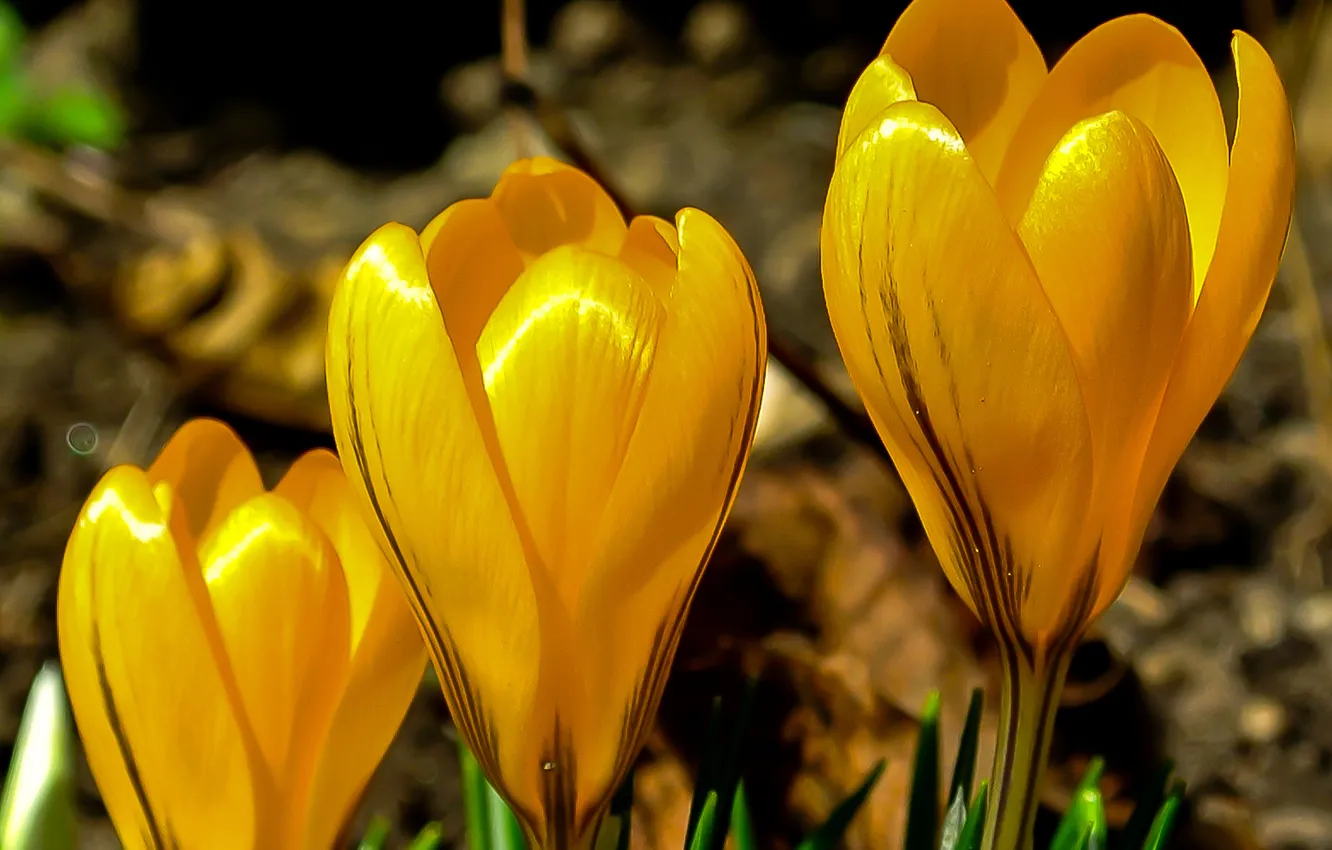 Photo wallpaper nature, plant, petals, crocuses