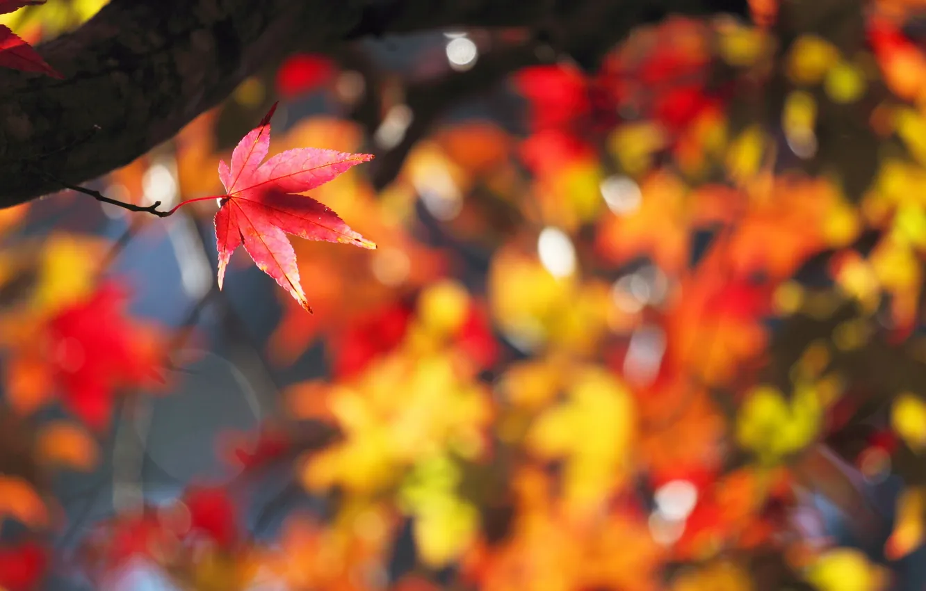 Photo wallpaper autumn, leaves, nature