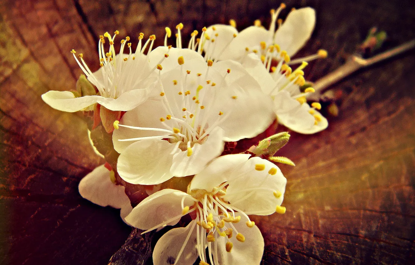 Photo wallpaper flowers, spring, stump, apricots